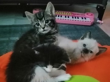 Kittens
