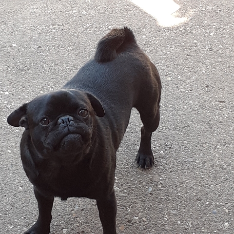petshome%2Fadverts%2F20zT3pkupZsykRLyN1Pe%2Fmain image