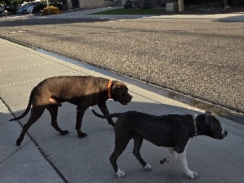 American Pit Bull Terrier – Moving and Need Adoption – Peoria