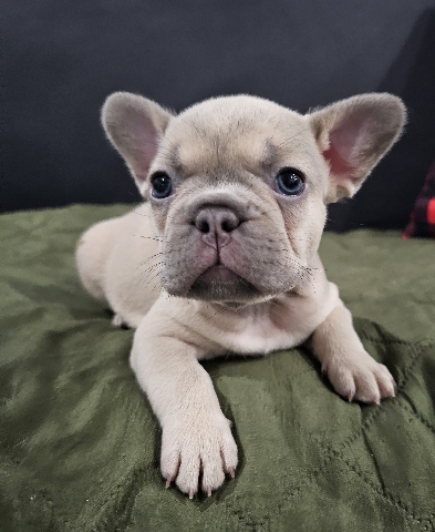 French Bulldog – Precious