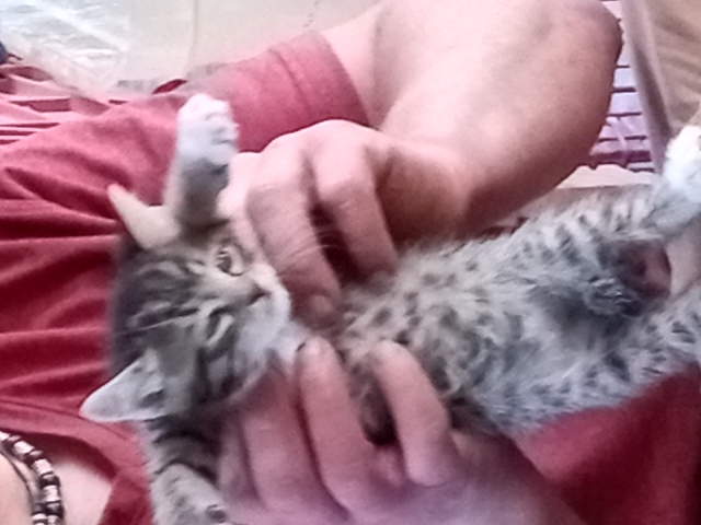 American Shorthair – 6 week old kittens