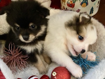 Fluffy Pomeranian Puppies