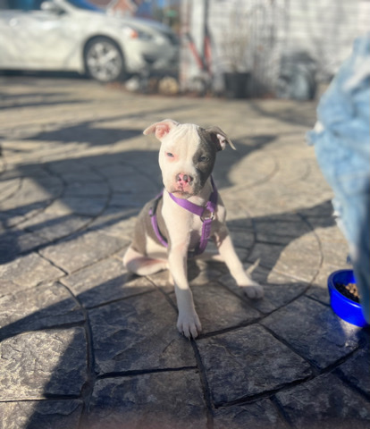 American Pit Bull Terrier – 5 month old pit