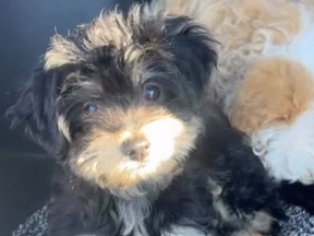 Maltipoo – Has all her shots! – Salinas