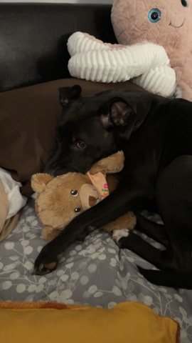 REHOMING our sweet girl.