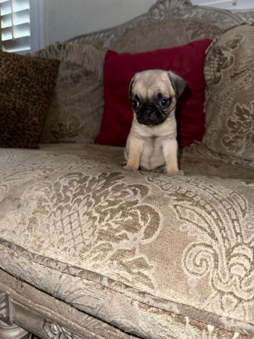 Pug – pug pups