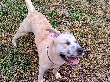 All - Ghost he needs a new home  available for adoption in Greeneville