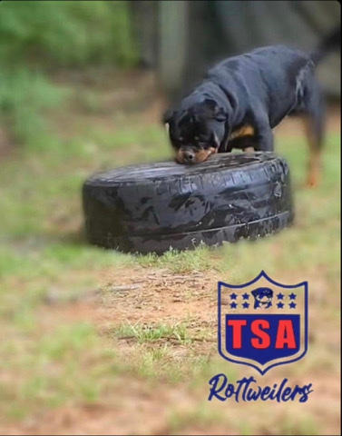 Rottweiler – Tsa rottweilers