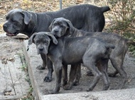   puppy 2 males 1 female 