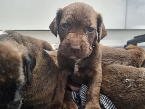 Mixed Breed – WE ARE IN LONDON Adorable Rare bread mix puppies – Shipley