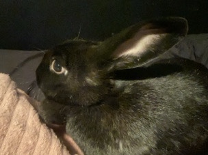 2 sweet baby bunnies