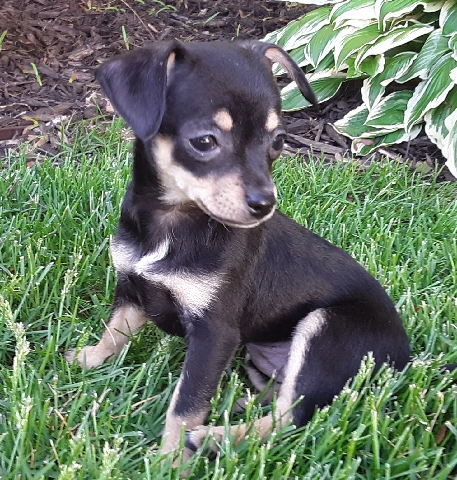 Chihuahua – Chihuahua Puppy For Sale