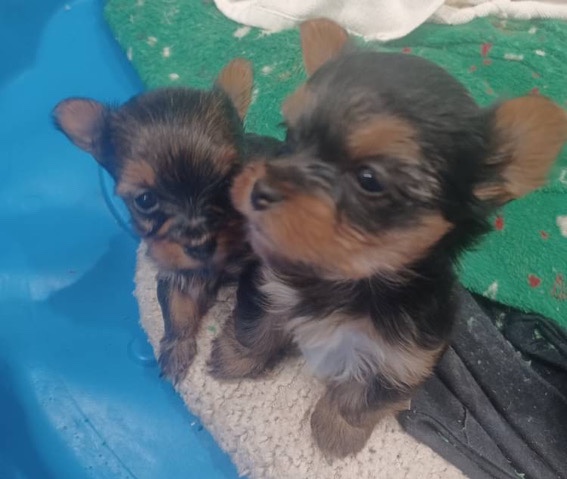 Yorkshire Terrier – Yorkshire Terrier Teacups