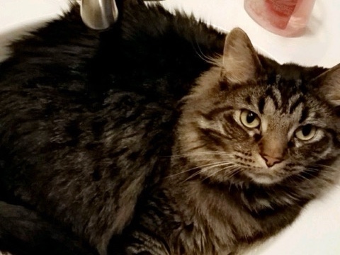 Your New Cuddle Buddy Is Here – Kansas City