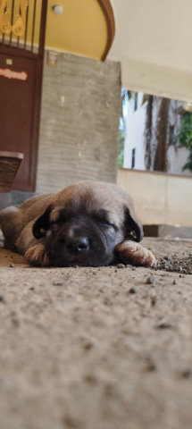 Bullmastiff – Mastiff puppies for sale