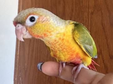 Conure – baby pineapple conure – El Cajon