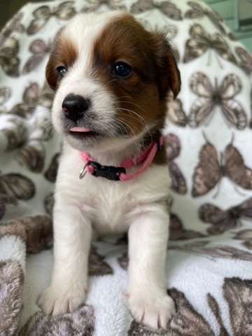 Jack Russell Terrier – puppies for sale