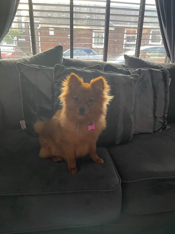 Pomeranian – Pomeranian