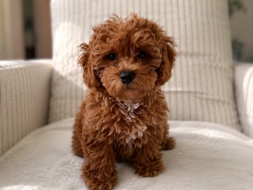 Poodle – toy poodle for sale – Princeton Junction