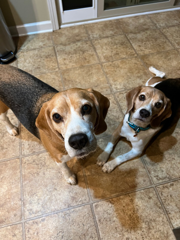 Beagle – Rehome Thor and Loki