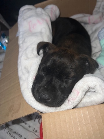 Perro de Presa Canario – playful puppy