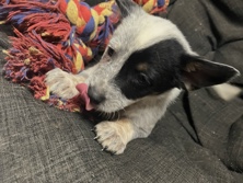 Australian Cattle Dog – Australian cattle dogs – Erwin