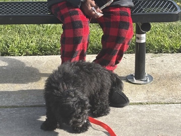 Poodle – Selling Oreo – Sacramento