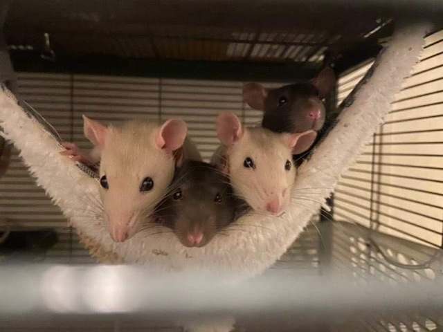 Any – Babie rats for sale/rehome!