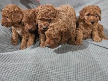 Poodle – dog poodle – Bengaluru