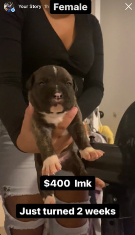 American Bulldog – puppies for sale