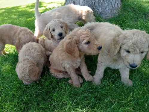 F1B Goldendoodle