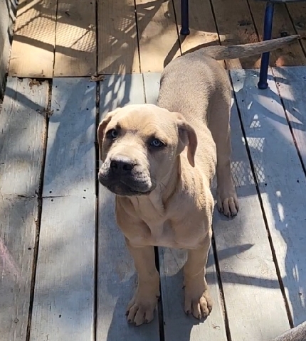 Cane Corso – Deebo aka Lil Light Bright