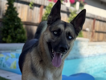 German Shepherd – Thor needs a new home – Fresno