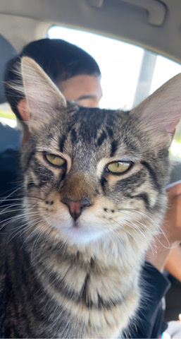 Maine Coon – tigger the cat