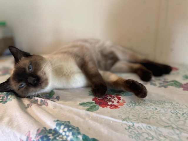 Siamese – Cass(Casper)