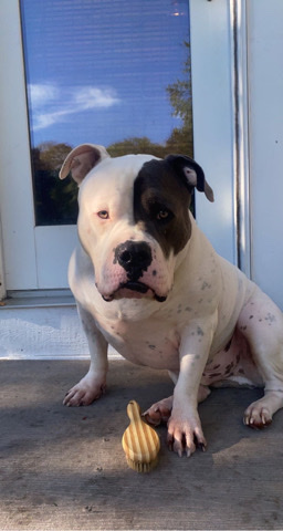 American Bulldog – Loki