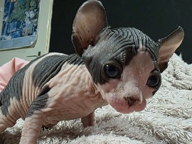 Sphynx – elf sphynx kittens – Veendam