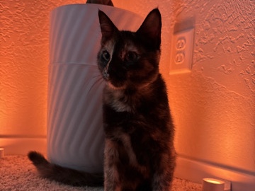 4 m/o Girl Tortishell (Tortie) for ADOPTION – Medford