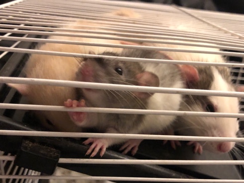 rats for adoption