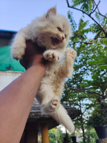 Persian cat