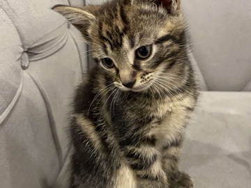 American Shorthair – Fluffy Tabby Purr-fection – Bradford