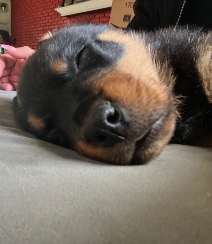 Rottweiler – 4 month old puppy