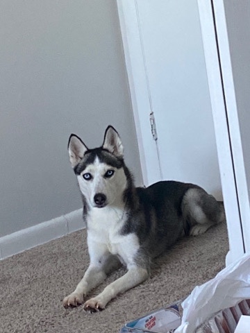 Siberian Husky – Dog