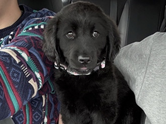 Labrador Retriever – Friendly Labrador Retriever Puppy – 3 Months Old – Green
