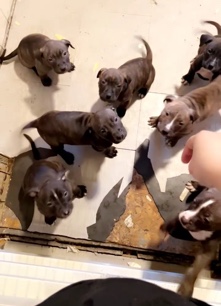 American Pit Bull Terrier – Rehoming puppies