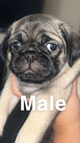 Pug – pug puppy
