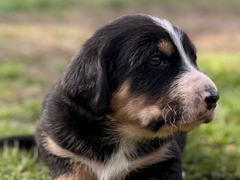Great Pyrenees – Traumhafte "Sanfte Riesen": Großer Schweizer Sennenhund x Pyrenäen Berghund Welpen suchen ihr Für-Immer-Zuhause – Warlow