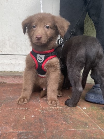 German Shepherd – 6 German shepherd/ Labrador pups