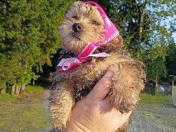 Yorkshire Terrier – Female Chorkie F2 Puppy Rosie – Roy