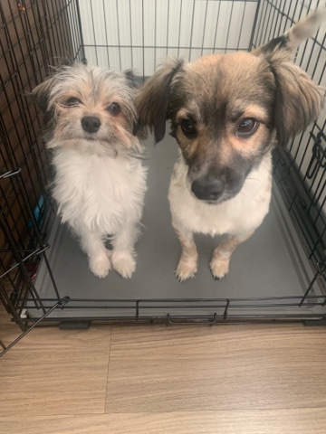 Rehome